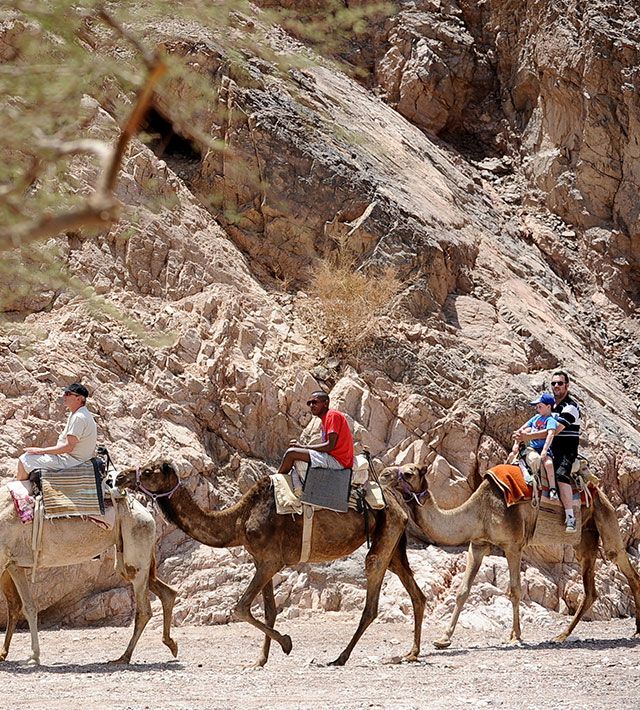חוות הגמלים